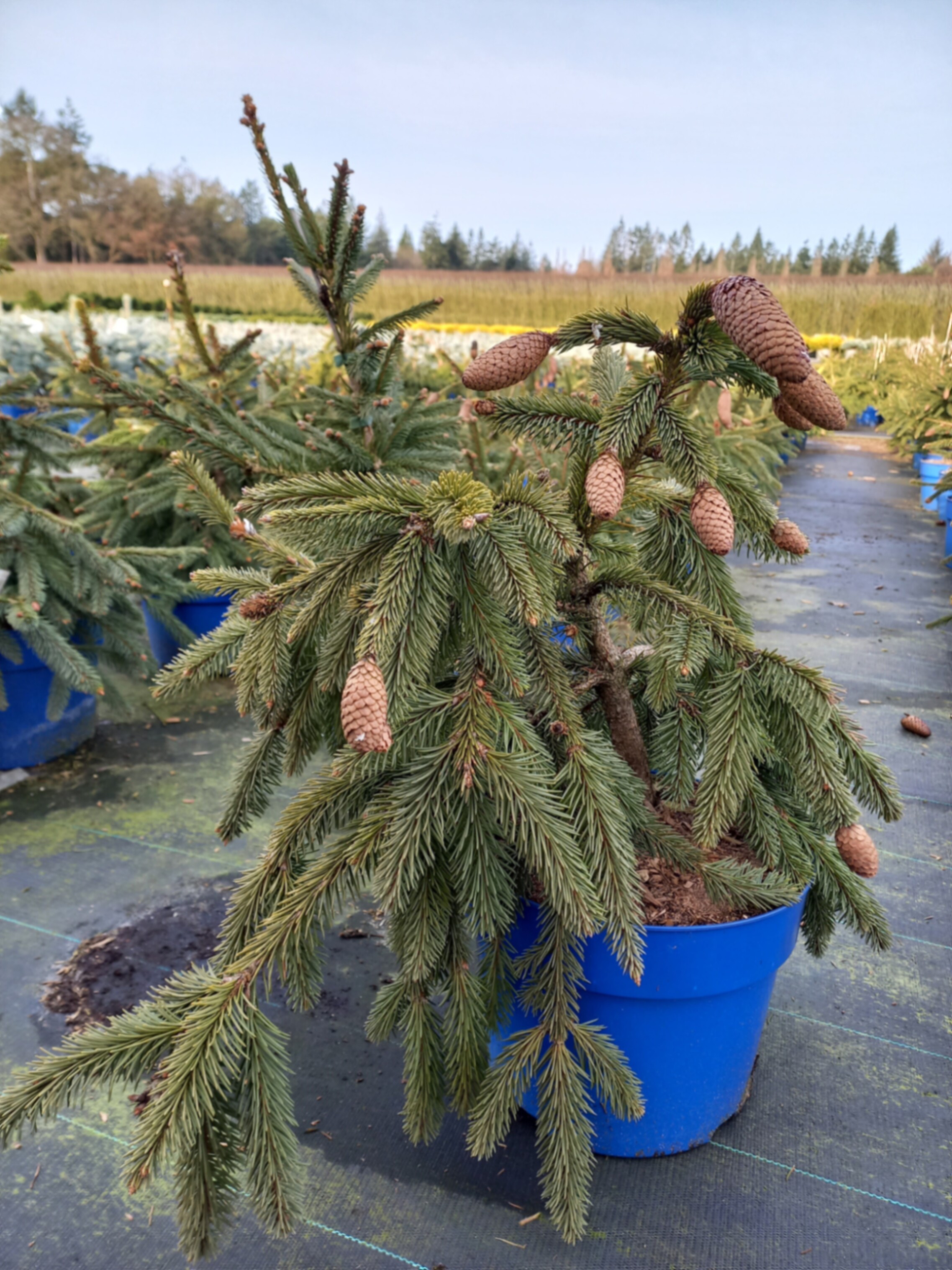 Ель обыкновенная Акрокона